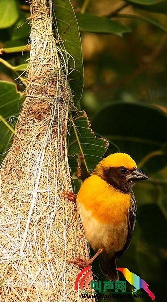 黄胸织布鸟