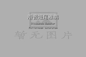滑音短尾雅鹛