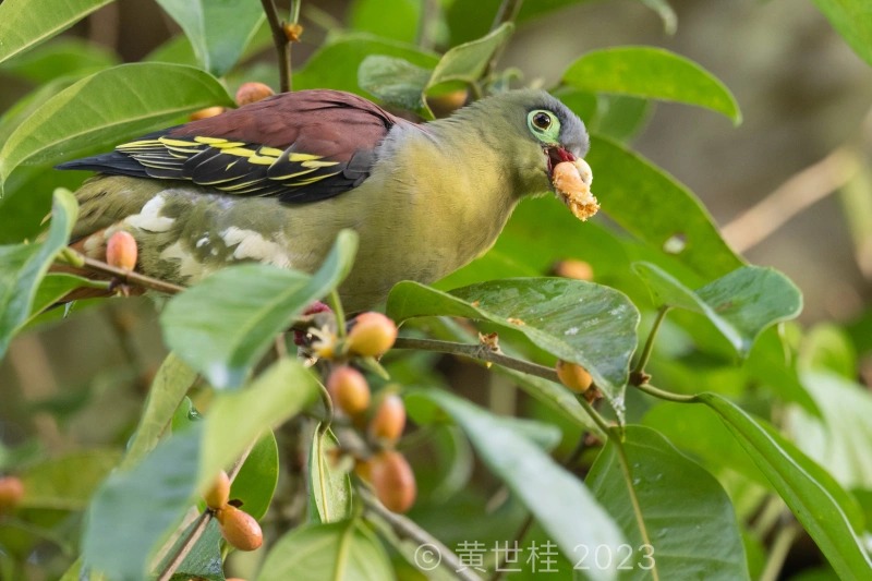 厚嘴绿鸠