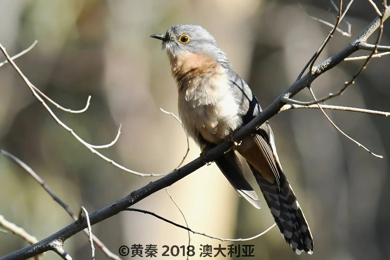 扇尾杜鹃
