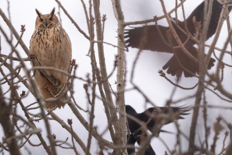 雕鸮