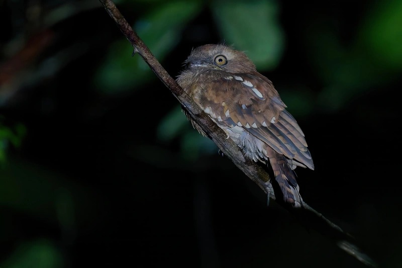 鳞腹蛙口夜鹰