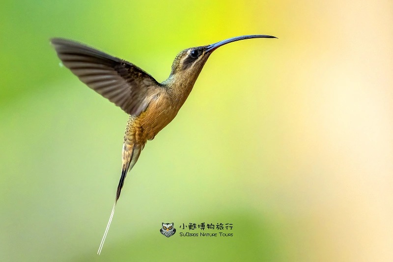 大嘴隐蜂鸟