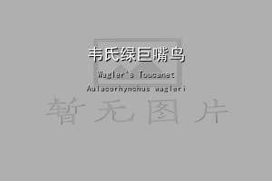 韦氏绿巨嘴鸟