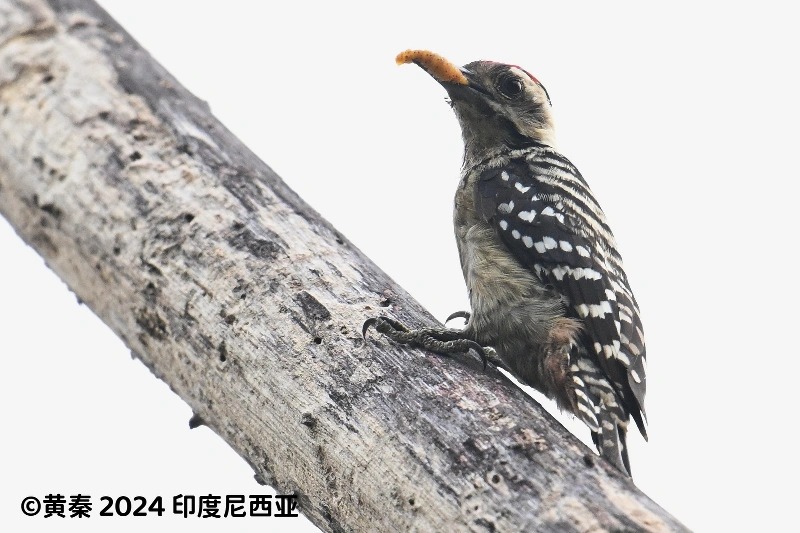 点胸啄木鸟
