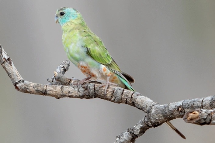 金肩鹦鹉