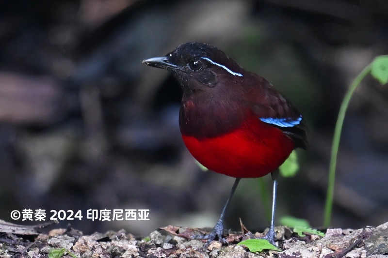 黑冠八色鸫