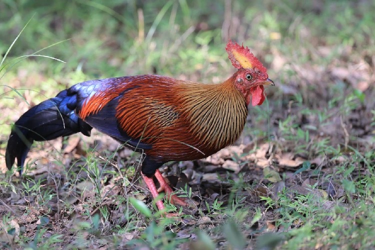 蓝喉原鸡