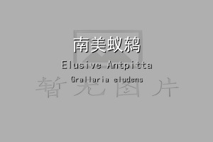 南美蚁鸫