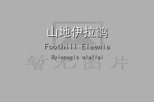 山地伊拉鹟