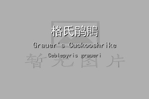 格氏鹃鵙