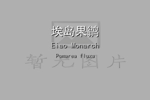埃岛果鹟