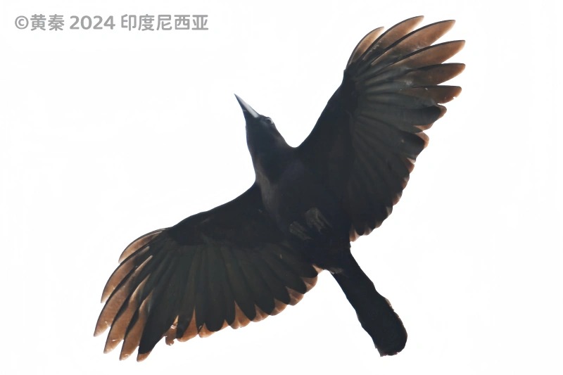 佛罗乌鸦
