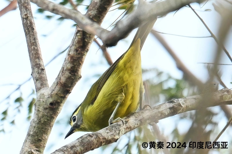 黄眉冠绣眼鸟