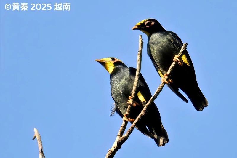 金冠树八哥