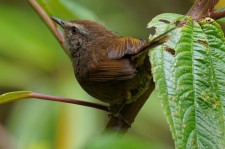 异色树莺(Horornis flavolivaceus flavolivaceus)编号XC705927的声音/叫声下载