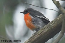 火红鸲鹟叫声下载（网盘下载）