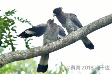 东非灰蕉鹃叫声下载（网盘下载）
