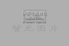 伊莎毛腿蜂鸟叫声下载（网盘下载）