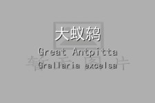 大蚁鸫叫声下载（网盘下载）