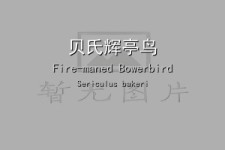 贝氏辉亭鸟叫声下载（网盘下载）