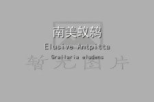 南美蚁鸫叫声下载（网盘下载）
