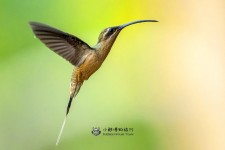 大嘴隐蜂鸟叫声下载（网盘下载）