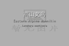 高山文鸟叫声下载（网盘下载）