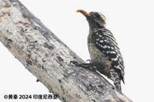 点胸啄木鸟叫声下载（网盘下载）