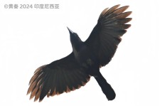 佛罗乌鸦叫声下载（网盘下载）