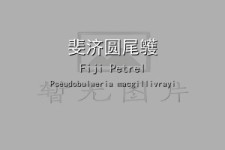 斐济圆尾鹱叫声下载（网盘下载）