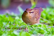 鳞头树莺_编号XC752993的声音/叫声下载