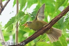 帕劳绣眼鸟叫声下载（网盘下载）