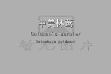 中美林莺叫声下载（网盘下载）