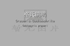 格氏鹃鵙叫声下载（网盘下载）