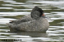 澳洲斑鸭叫声下载（网盘下载）