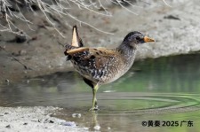 斑胸田鸡_编号XC759447的声音/叫声下载