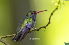 辉喉蜂鸟叫声下载（网盘下载）