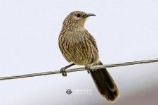 大草鹛叫声下载（网盘下载）