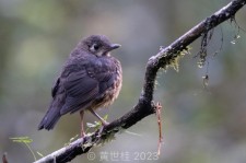 埃氏地鸫叫声下载（网盘下载）