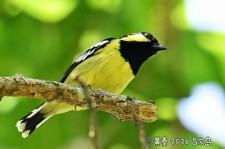丽色山雀叫声下载（网盘下载）