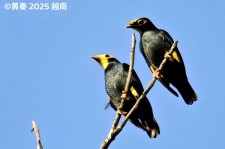金冠树八哥叫声下载（网盘下载）
