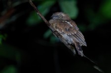 鳞腹蛙口夜鹰叫声下载（网盘下载）