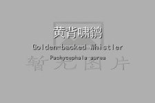 黄背啸鹟叫声下载（网盘下载）