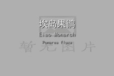 埃岛果鹟叫声下载（网盘下载）