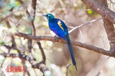 金胸丽椋鸟叫声下载（网盘下载）